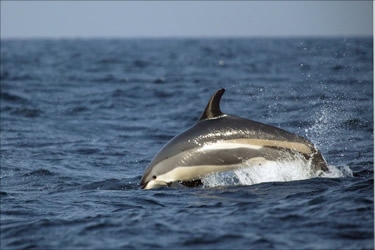 dolphin-in-atlantic-ocean